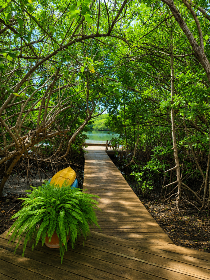 Mangrove deck and waterfront view 2