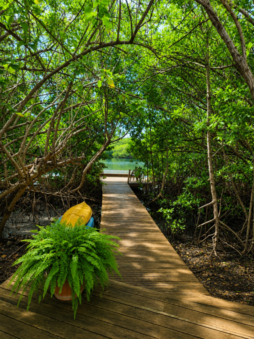 Why Guests Love Mangrove of Mermaids Stays