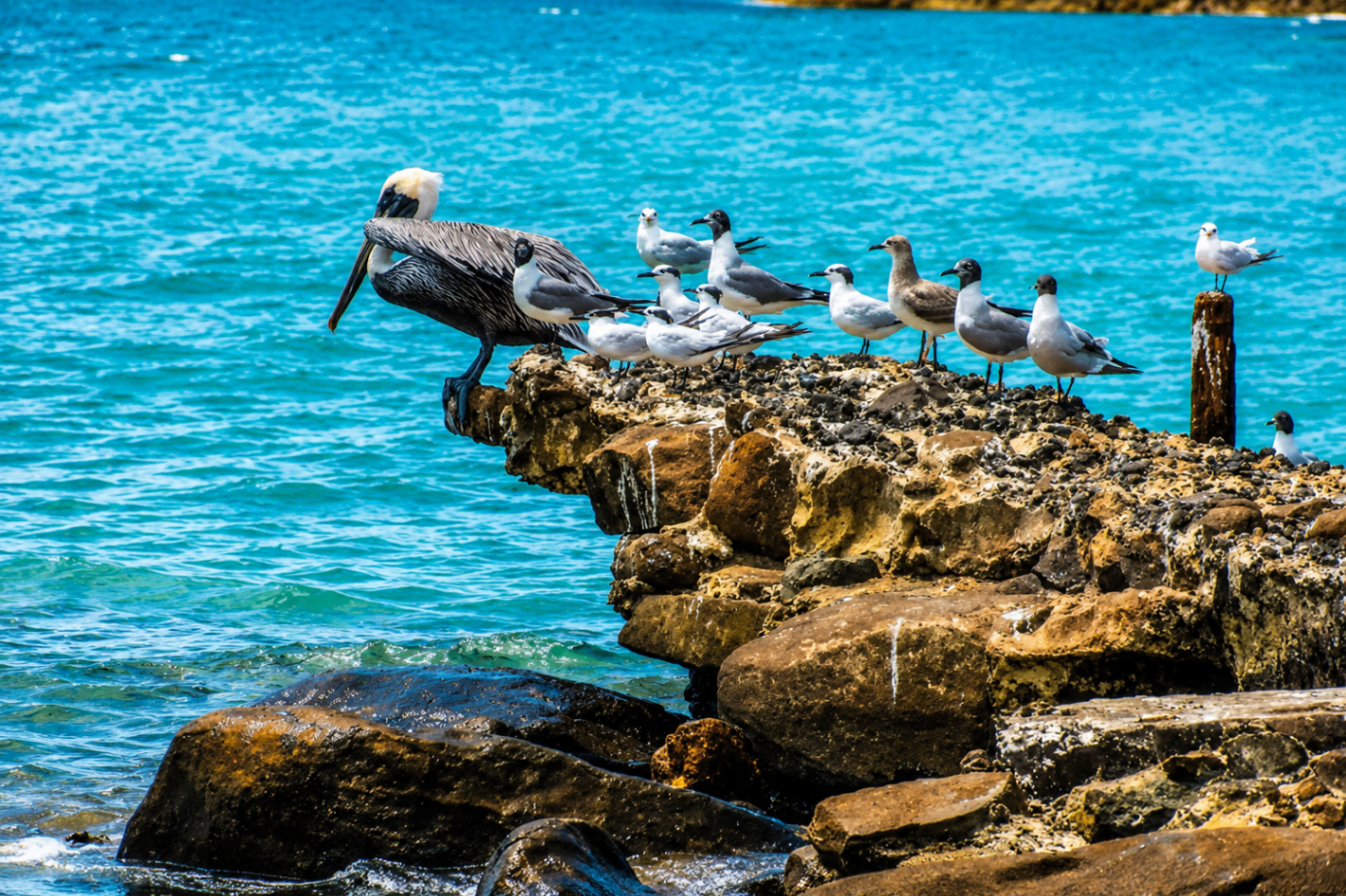 Flamenco Beach and El Muellecito 8